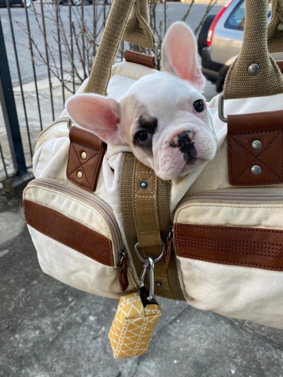 pet friendly