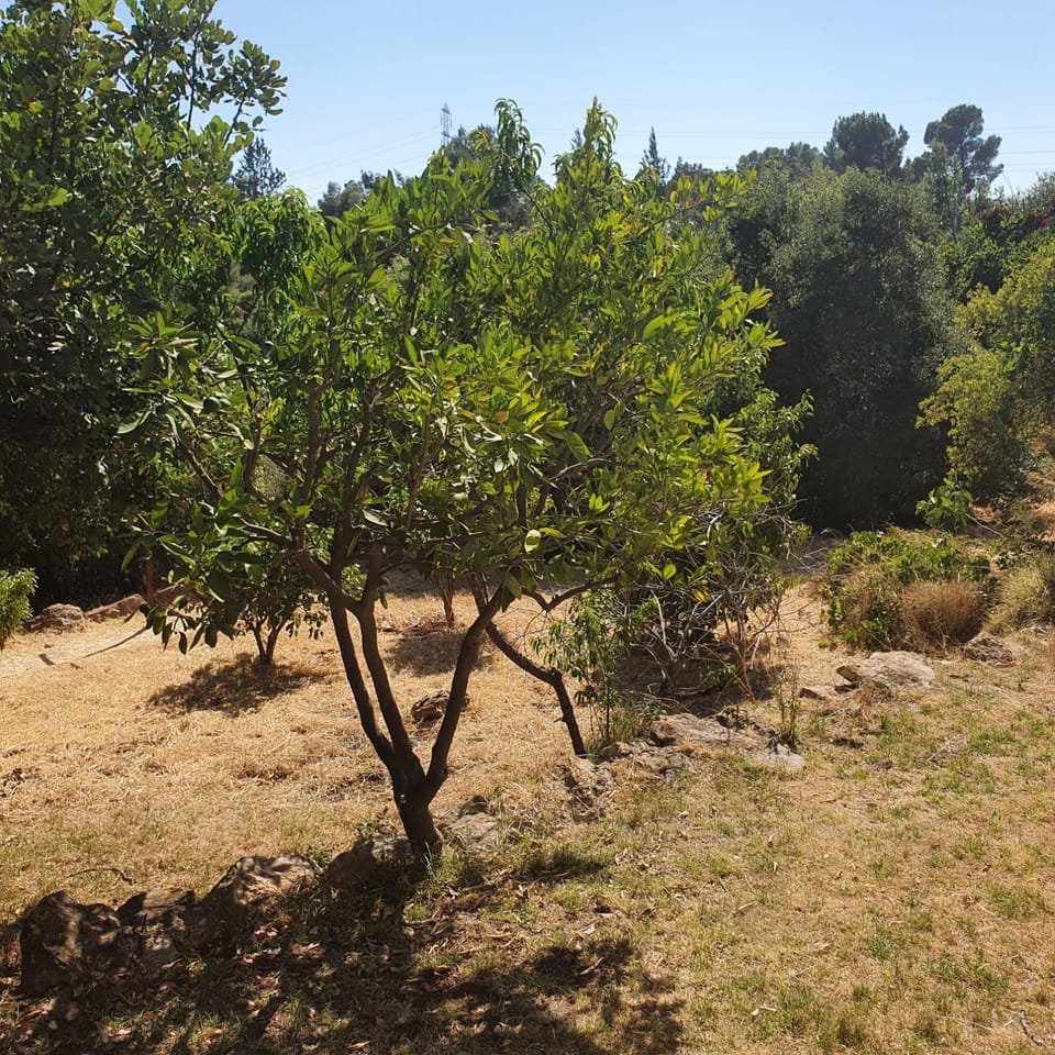 Bloom's Studio הסטודיו של בלום Nature lodge in North District