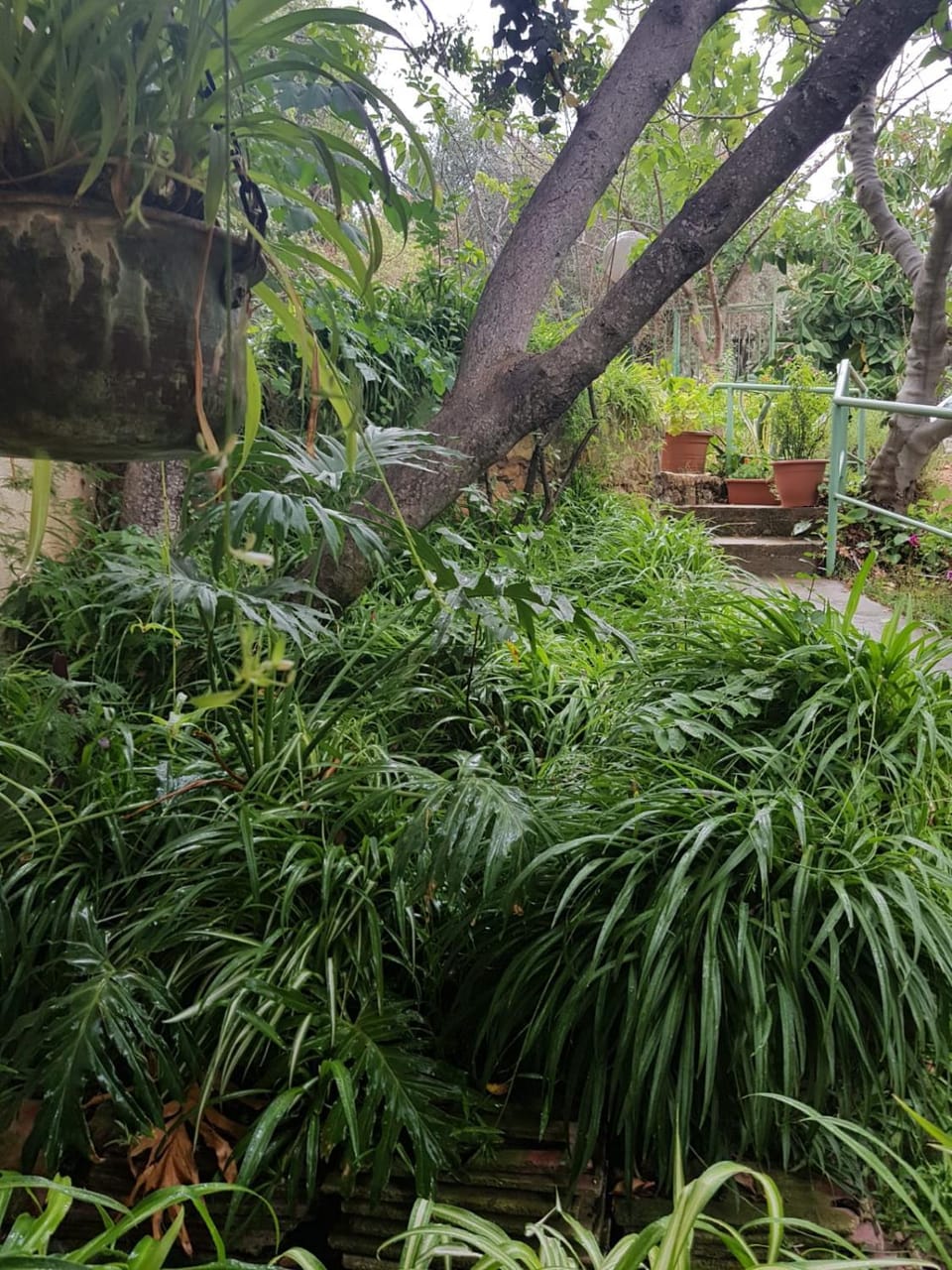 Bloom's Studio הסטודיו של בלום Nature lodge in North District