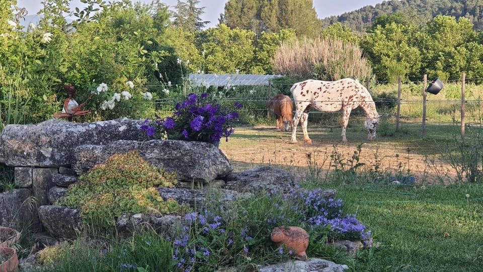 Natural landscape, Animals, Garden view