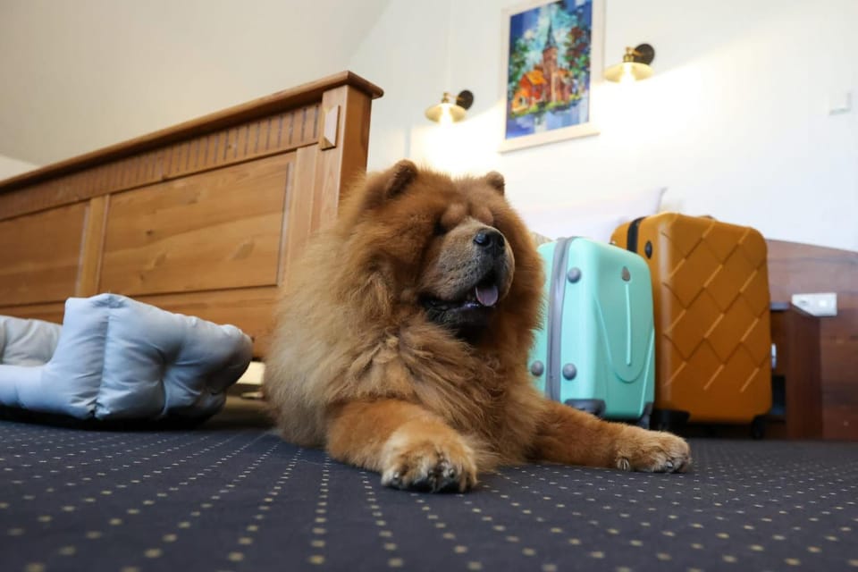 Animals, Animals, Pets, Pets, pet friendly, pet friendly
