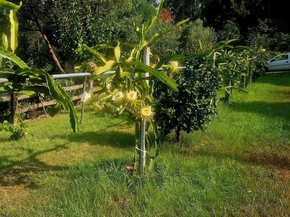 Quinta de S. Vicente 317 House in Porto District