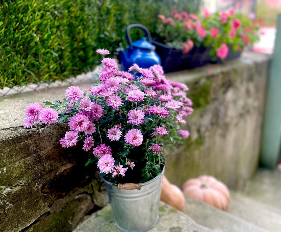 Spring, Day, Garden