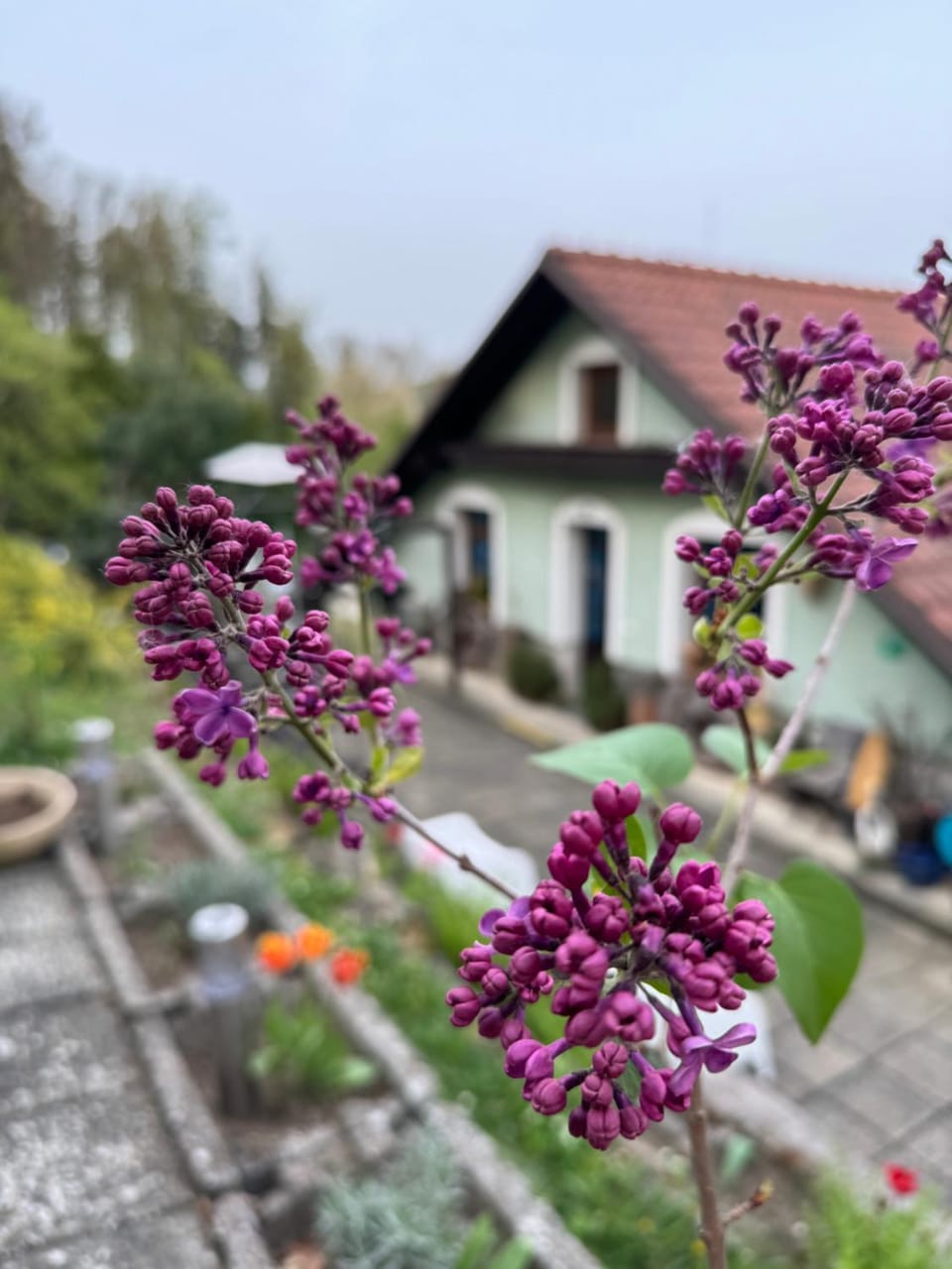 Garden view