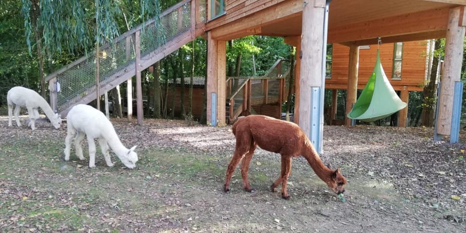 Animals