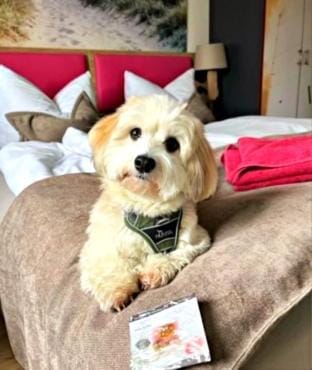 Photo of the whole room, Pets