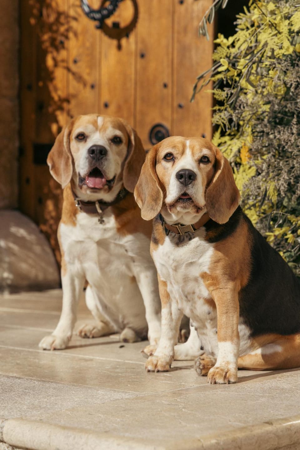 Pets, pet friendly