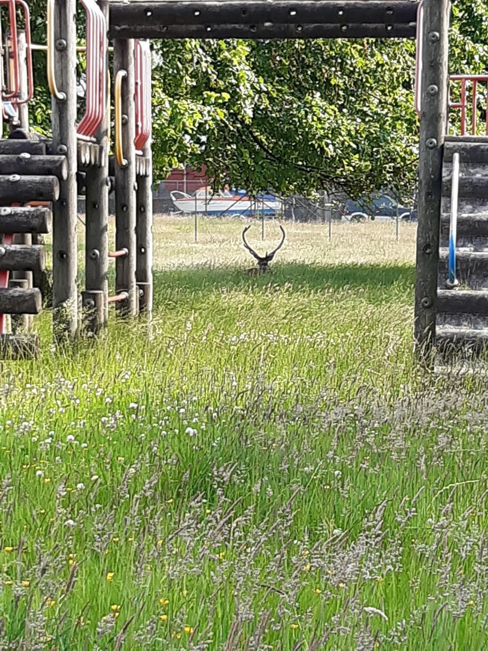 Children play ground, Garden, Animals