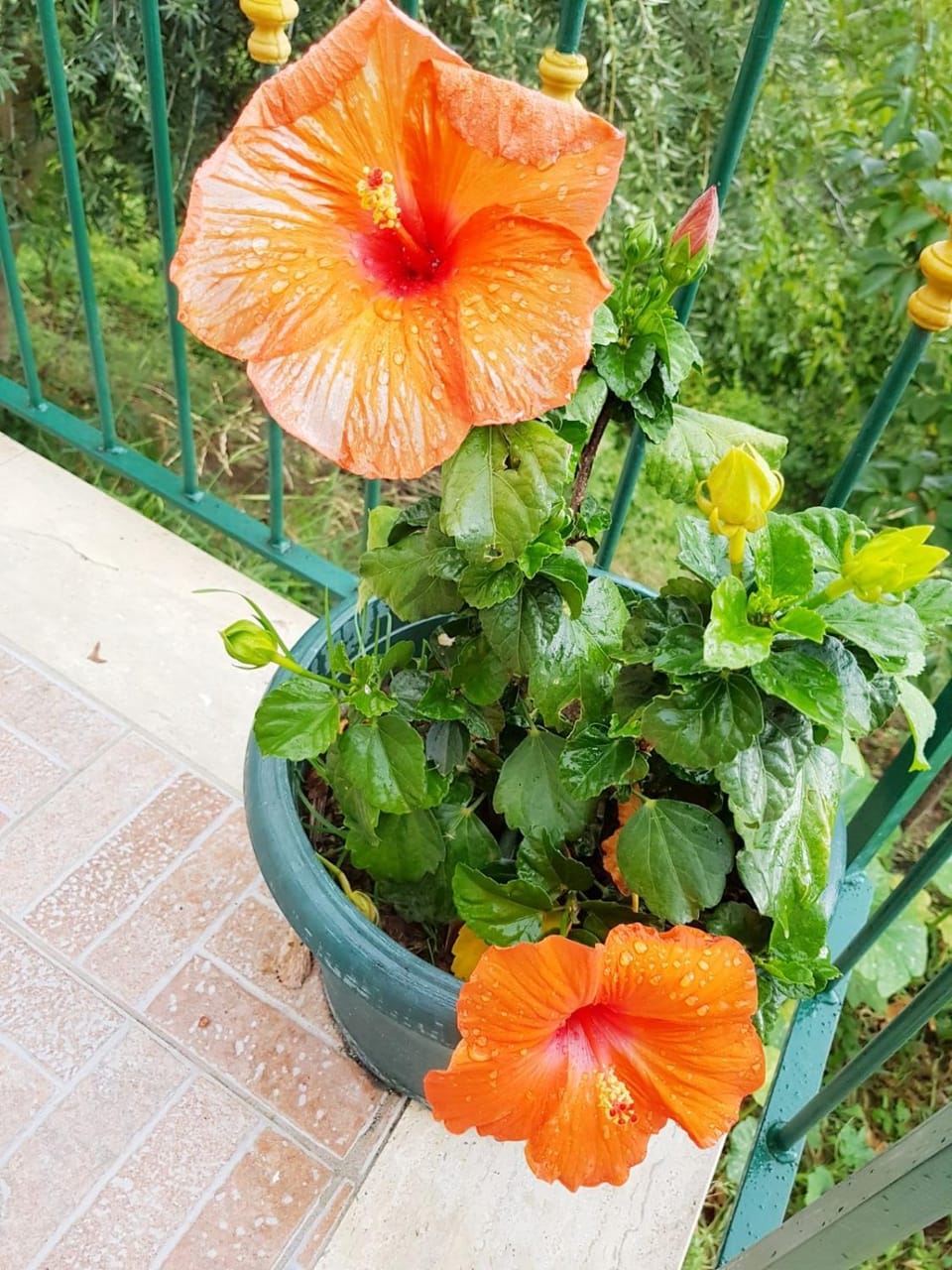 Casa Nives in Villa Emilia House in Vietri sul Mare