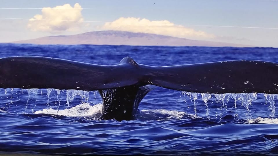 Ocean View Paradise! Vacation rental in Big Island