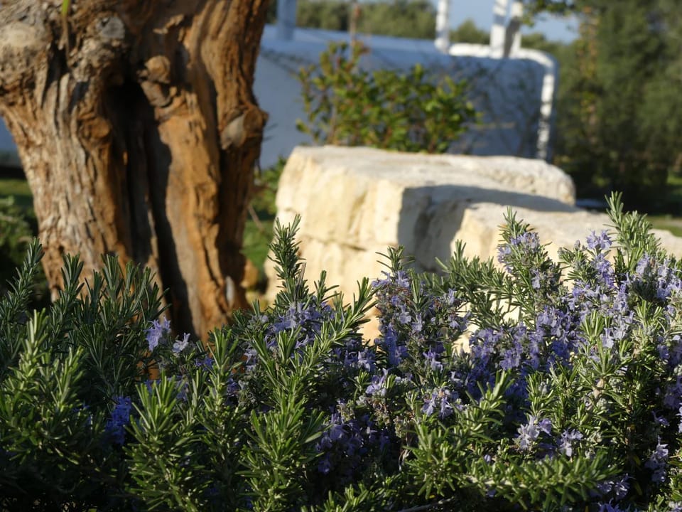 Natural landscape, Garden