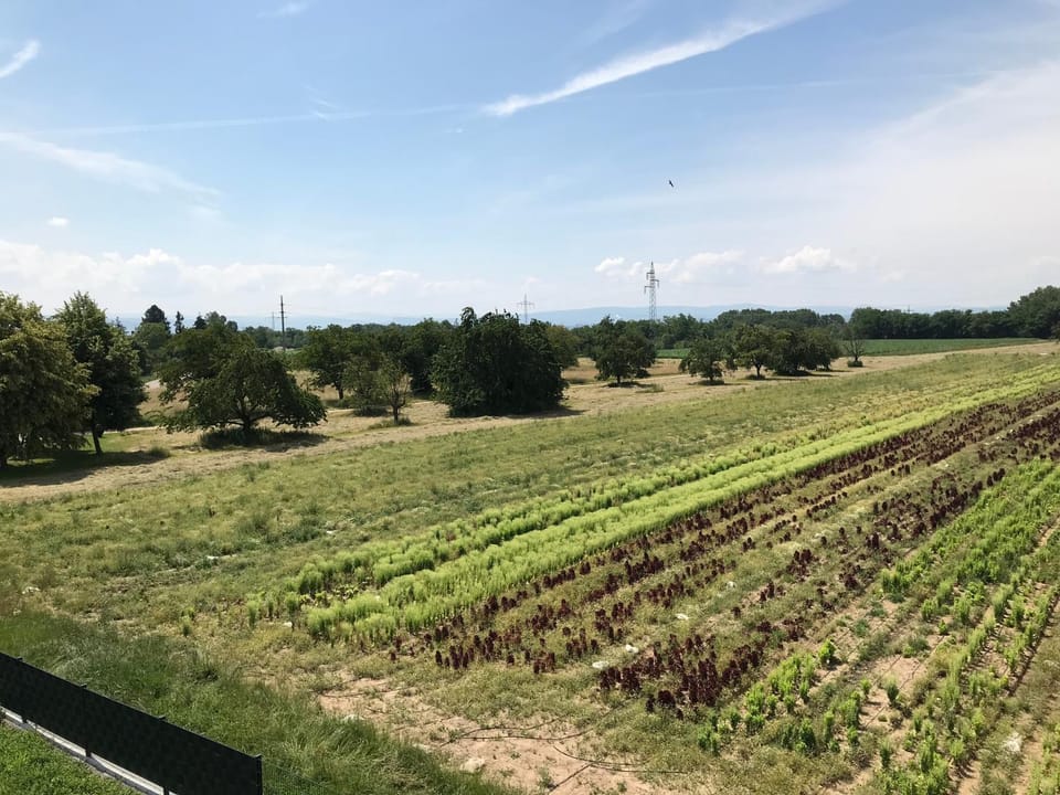 Ferienwohnung Eimeldingen Apartment in Weil am Rhein
