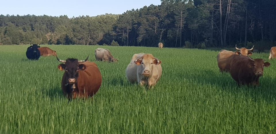 Animals