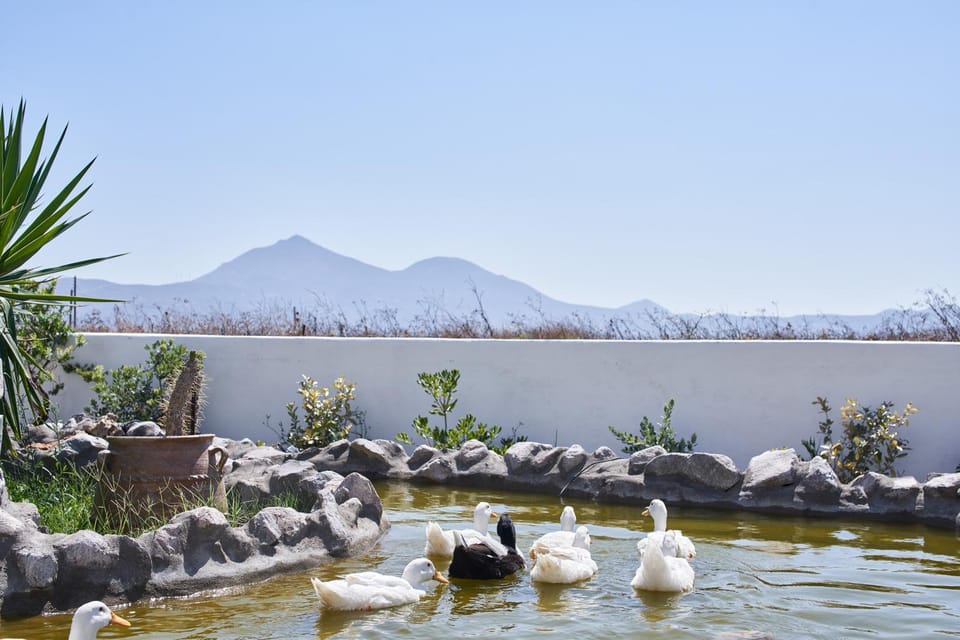 Property building, Animals