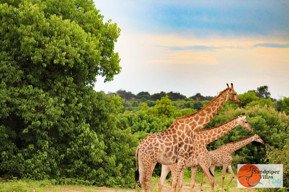 Animals