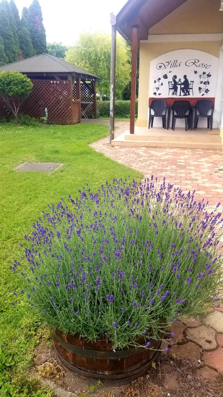 Garden view
