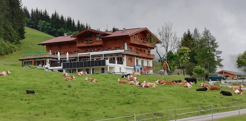 Property building, Spring, Day, Natural landscape, Balcony/Terrace, Animals