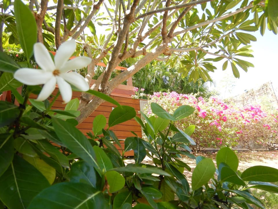 Natural landscape, Garden view