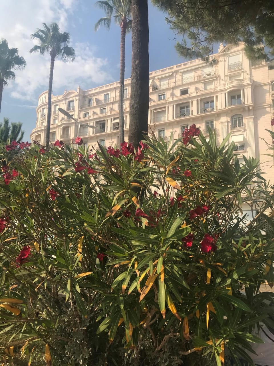 New - cosy & nice Apartment in Palais Miramar Apartment in Cannes