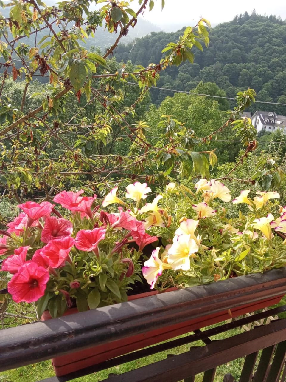 B&B Casa dell'Orso Bed and Breakfast in Liguria