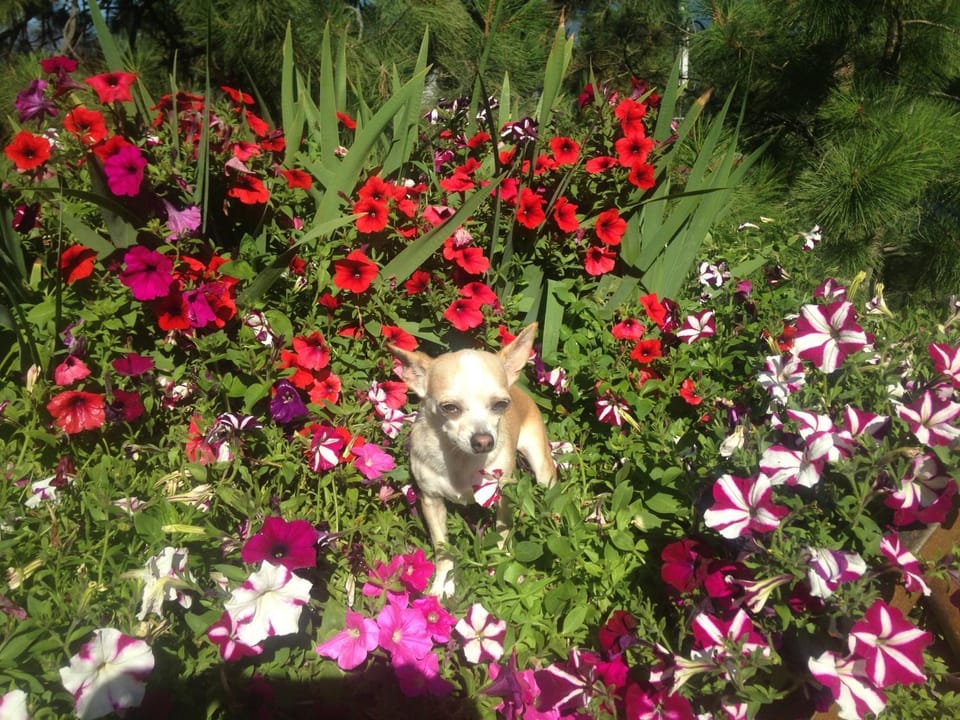 Facade/entrance, Spring, Day, Garden, Decorative detail, On site, Pets, Area and facilities