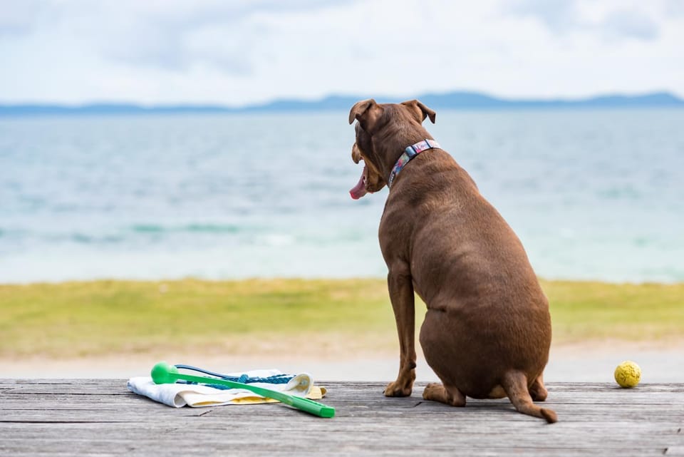 Natural landscape, Beach, Pets, Sea view