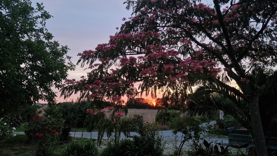 Garden view, Sunset