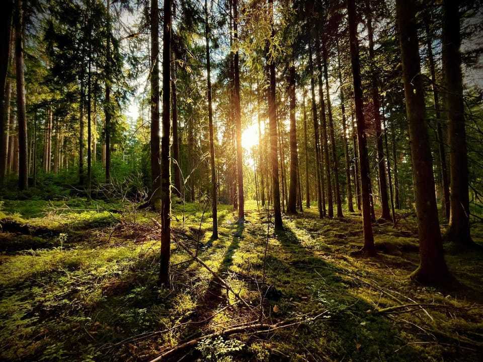 Natural landscape