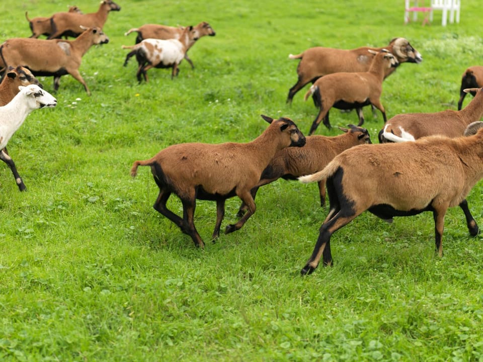 Animals