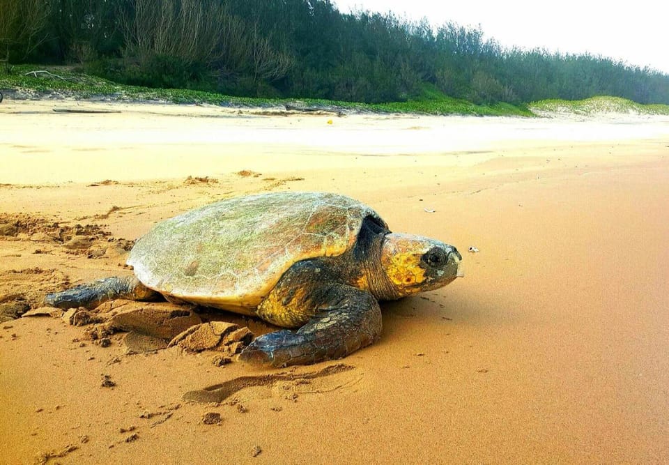 Natural landscape, Activities, Beach, Animals, Sea view