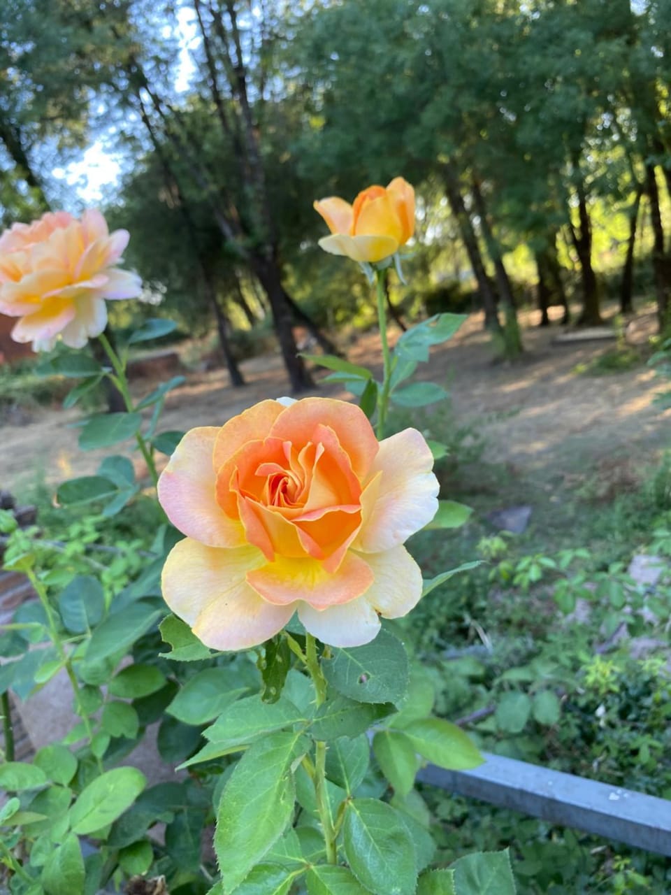 Garden, Garden view