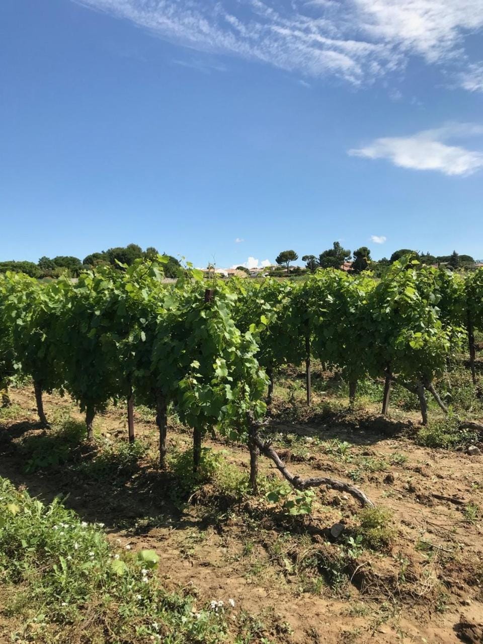 Domaine de Peilhan Bed and Breakfast in Occitanie