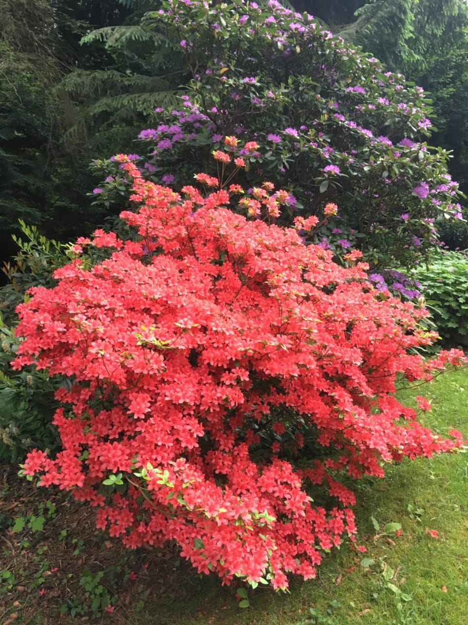 Day, Summer, Garden, On site