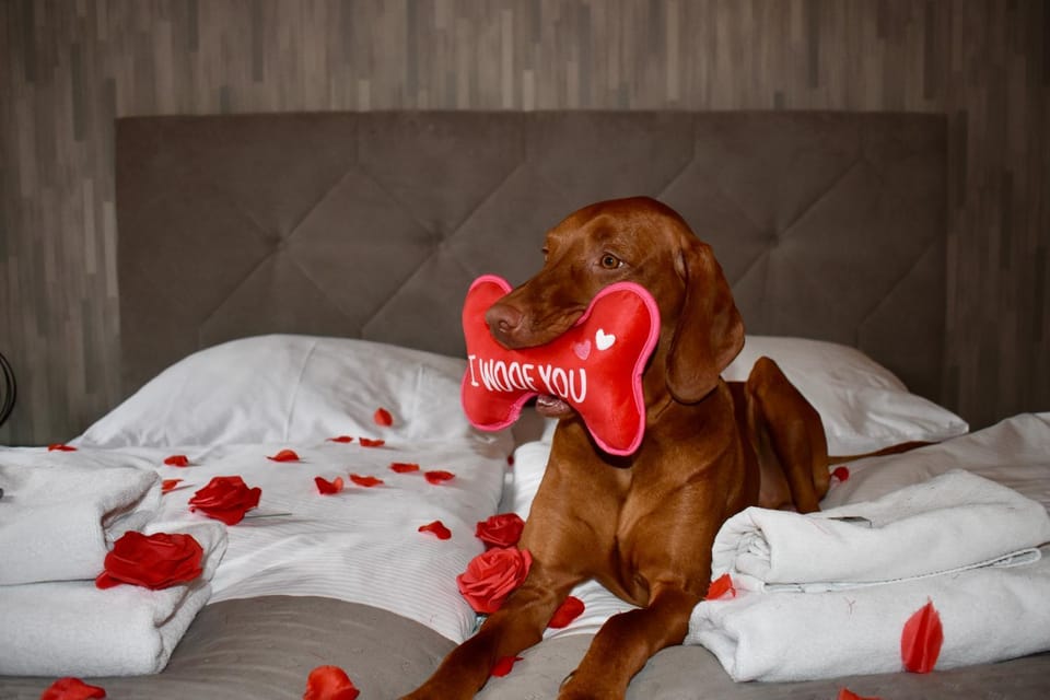 Bed, Animals, wedding