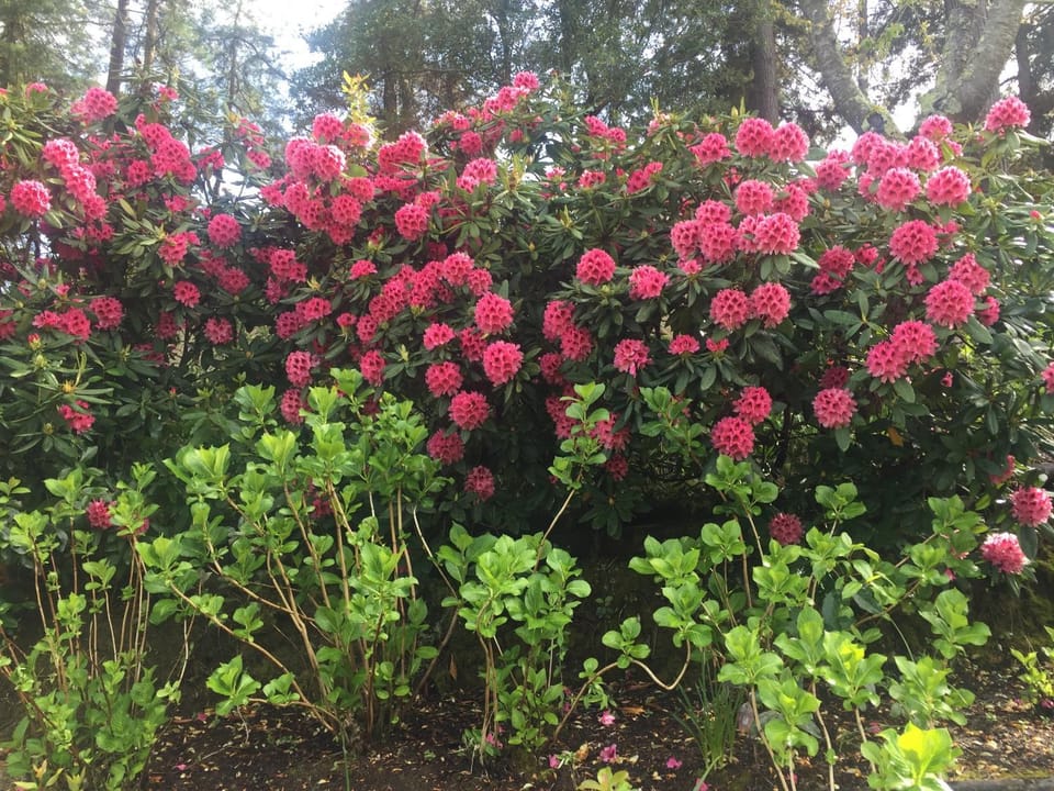 Garden view