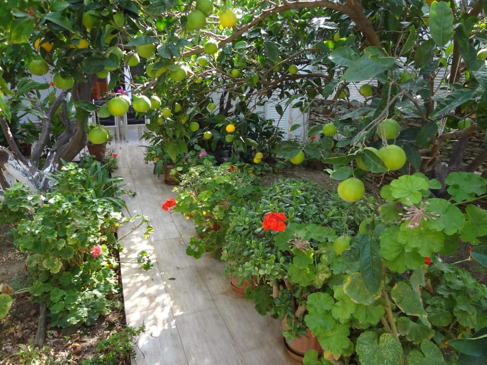 Cozy Citrus Garden House by the Seaside. House in Decentralized Administration of the Aegean