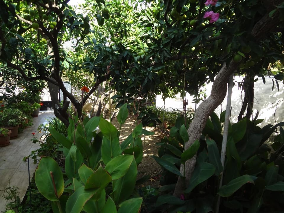 Cozy Citrus Garden House by the Seaside. House in Decentralized Administration of the Aegean