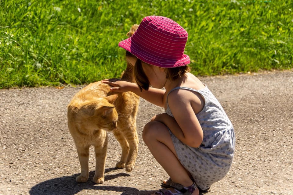Animals