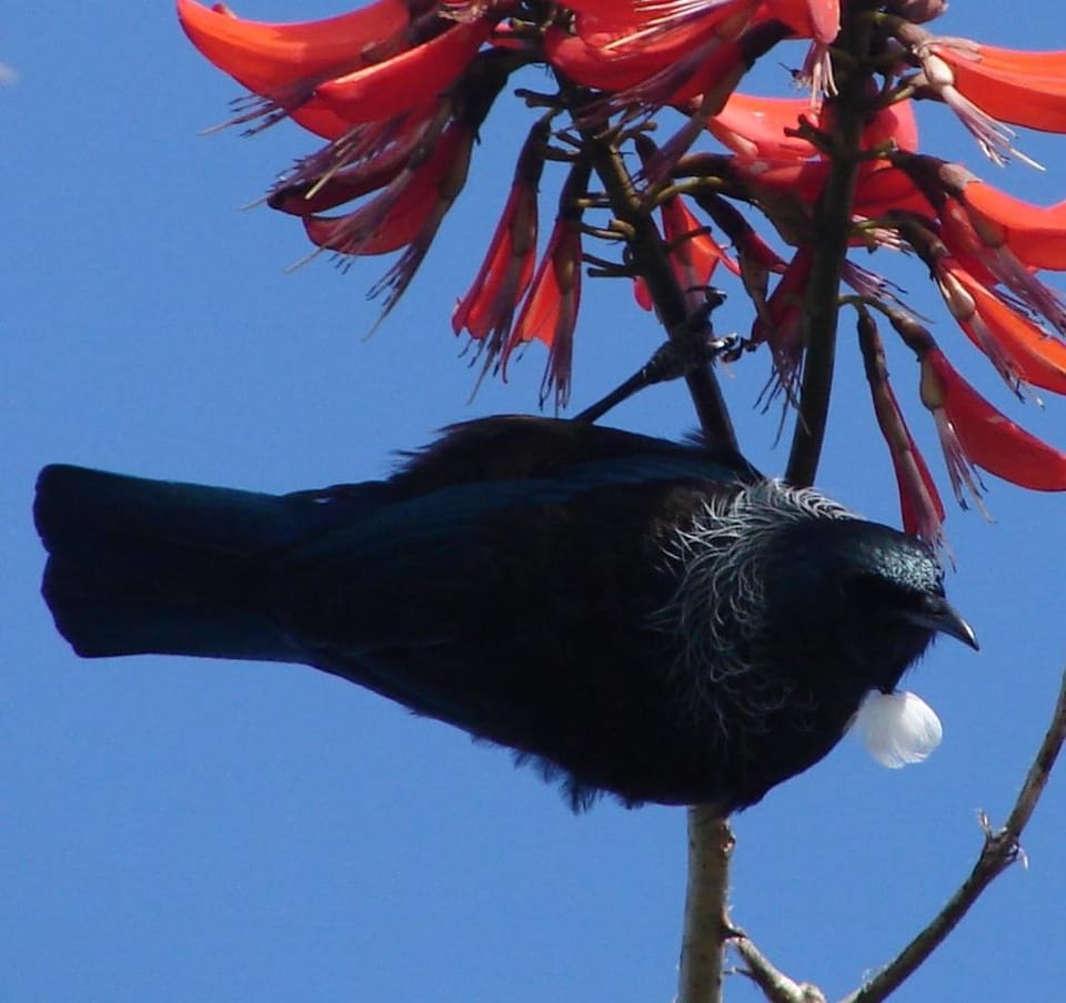 The Retreat Bay of Islands Apartment hotel in Paihia