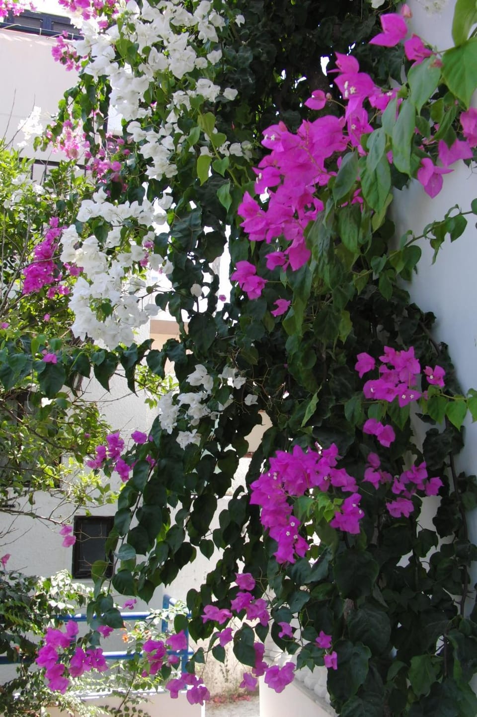 Property building, Garden view