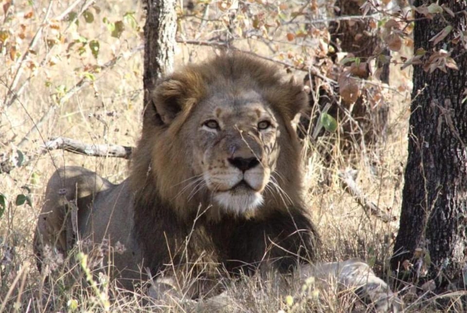 Lionsview Private Lodge - 6 Lions Villa in South Africa