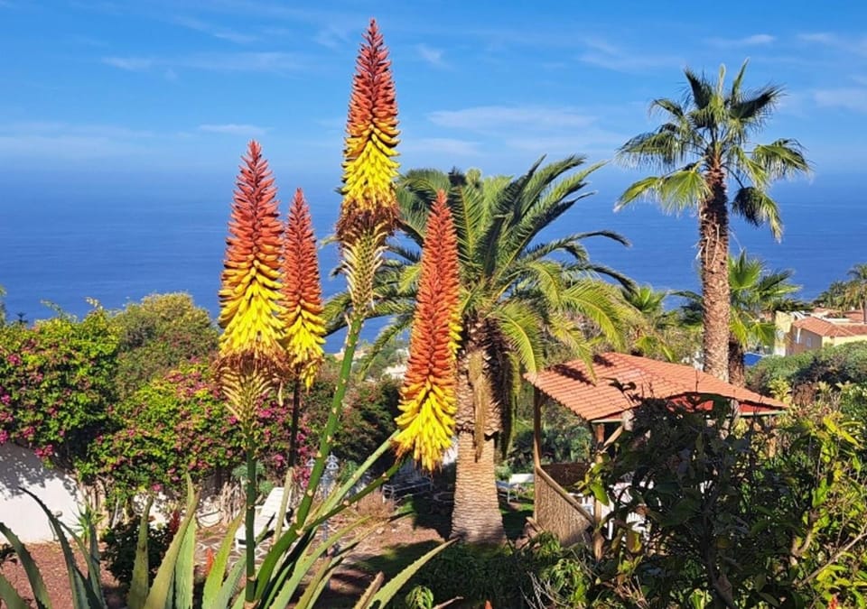 Natural landscape, Garden, Sea view