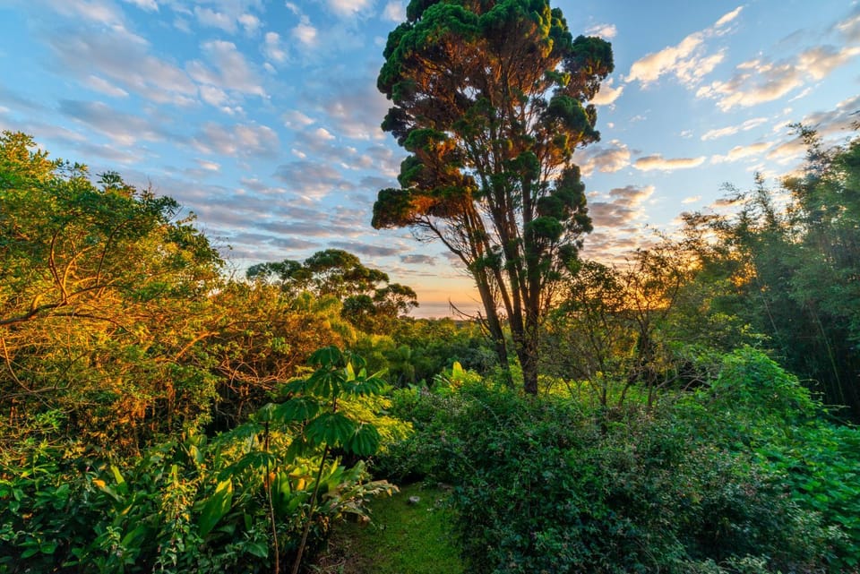 Spring, Day, Natural landscape, Garden, Garden view, Sunrise
