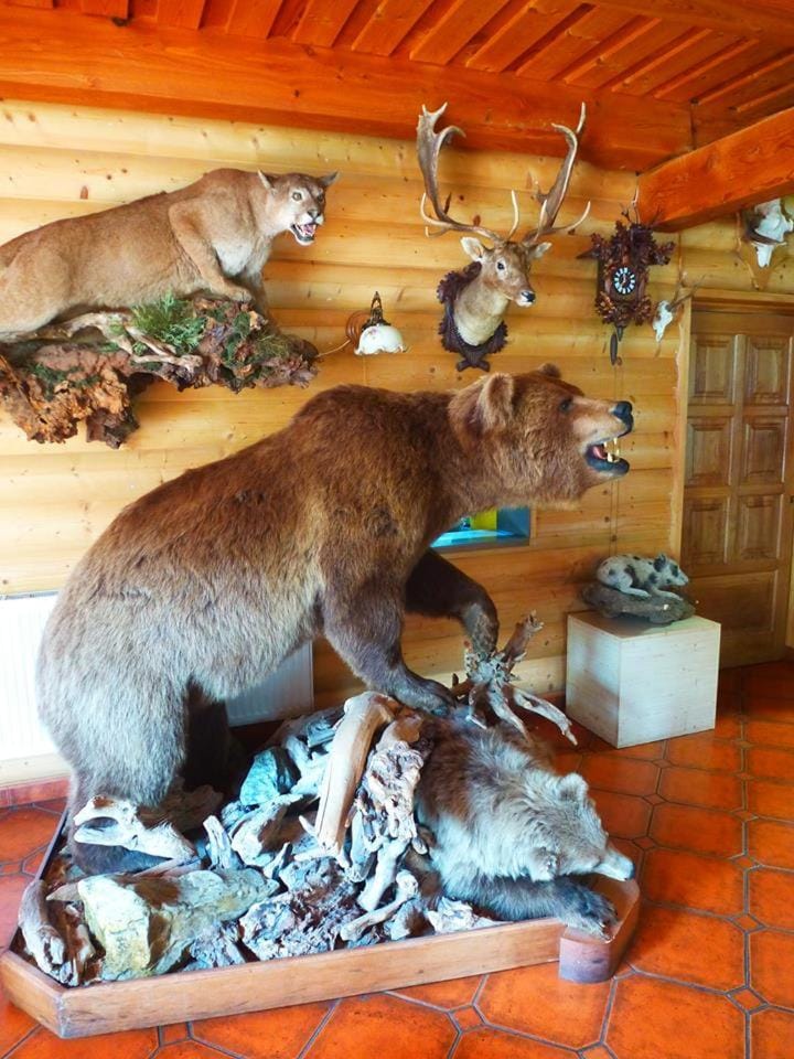 Pension Grizzly Bed and Breakfast in Lower Silesian Voivodeship