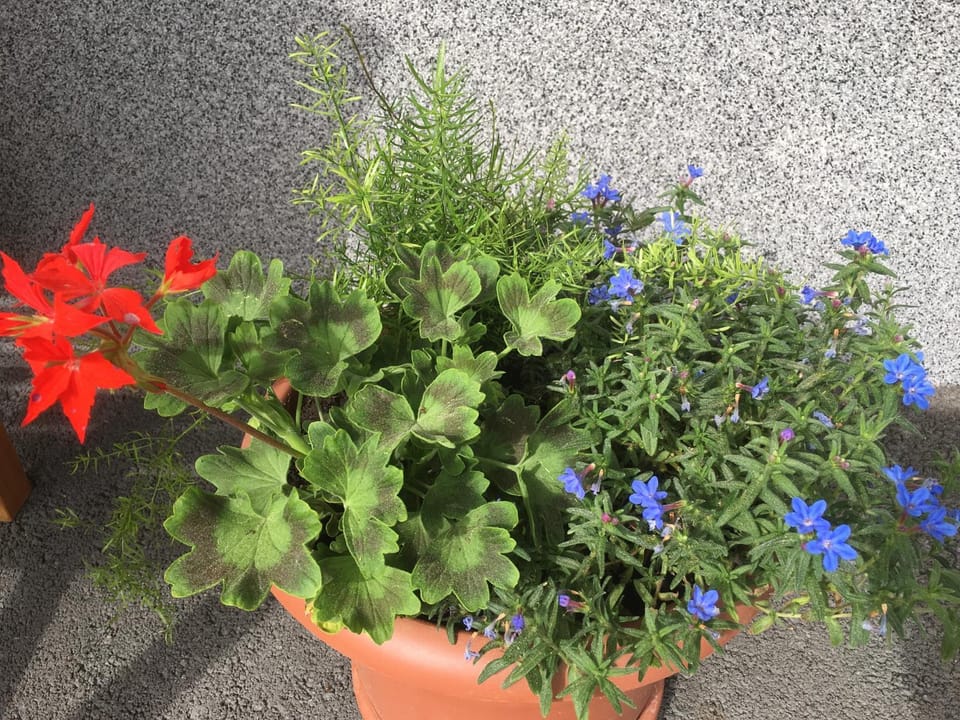 Spring