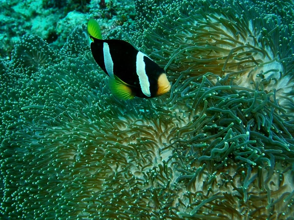 Snorkeling, Animals, Animals