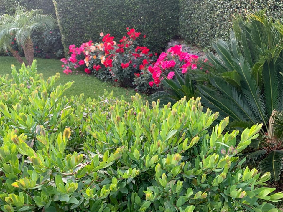 Spring, Day, Natural landscape, Garden, Garden view