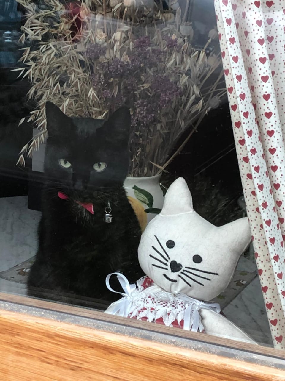 Pets