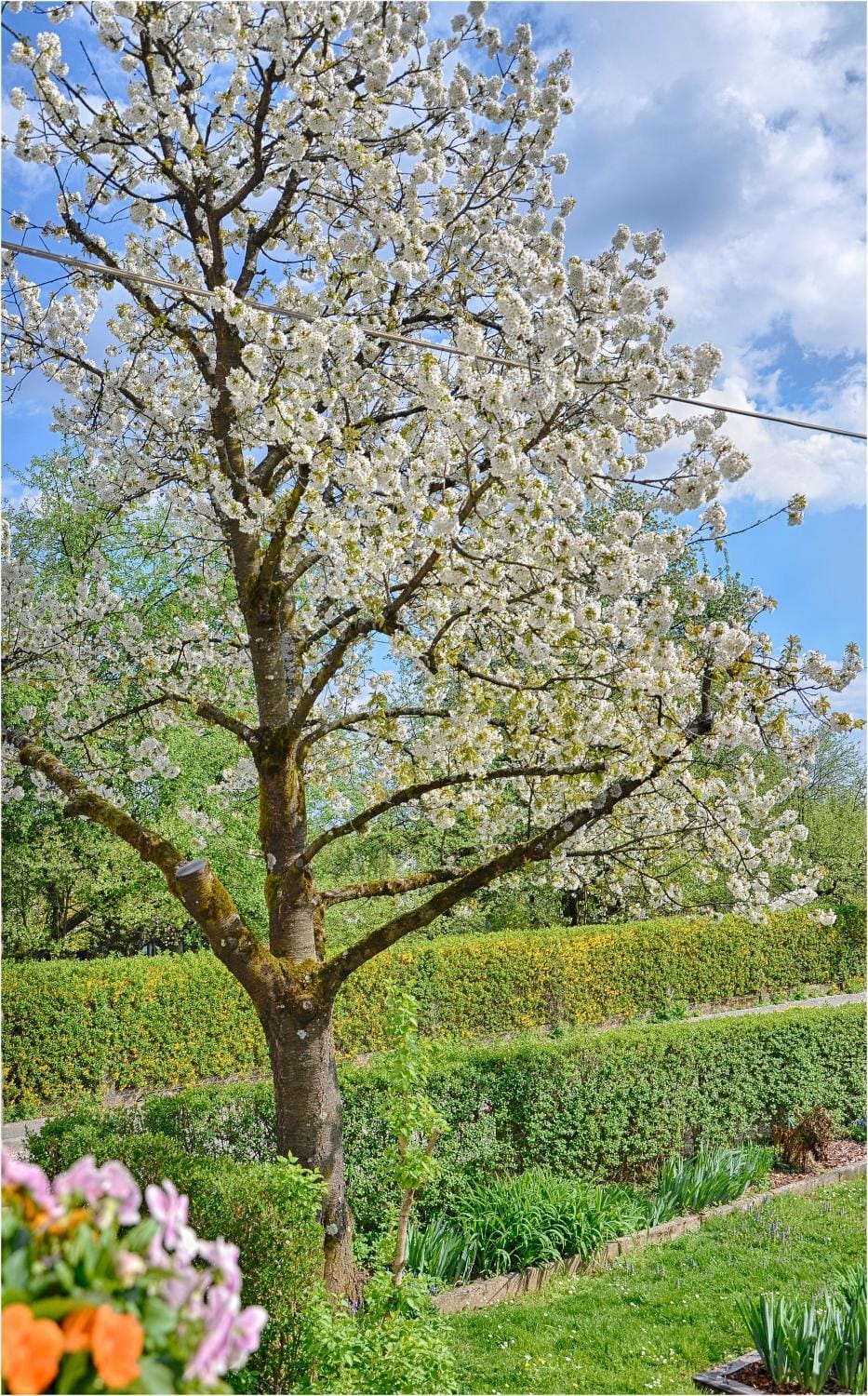 Spring, Off site, Day, Neighbourhood