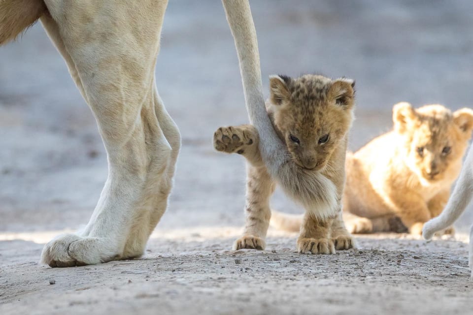 Animals